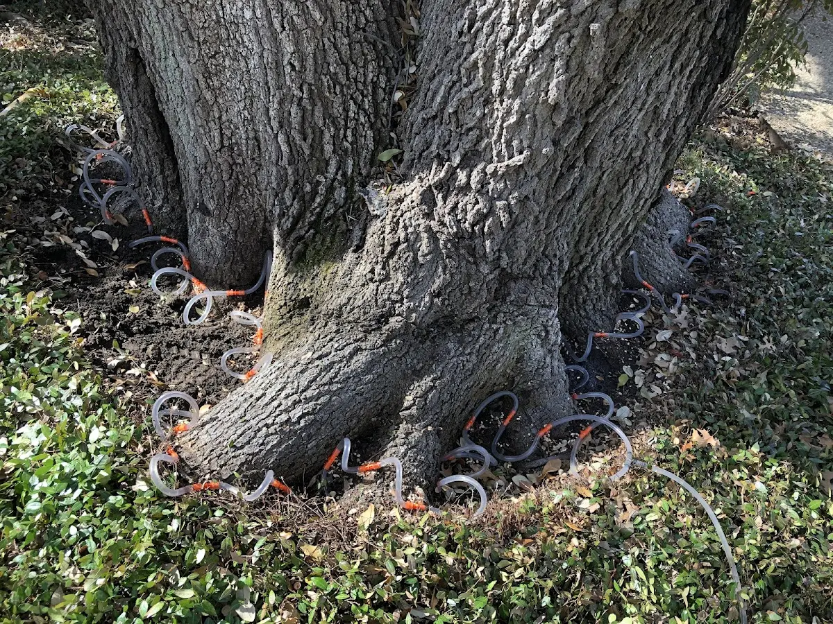 Detailed Tree Cabling and Bracing job site in Paradox